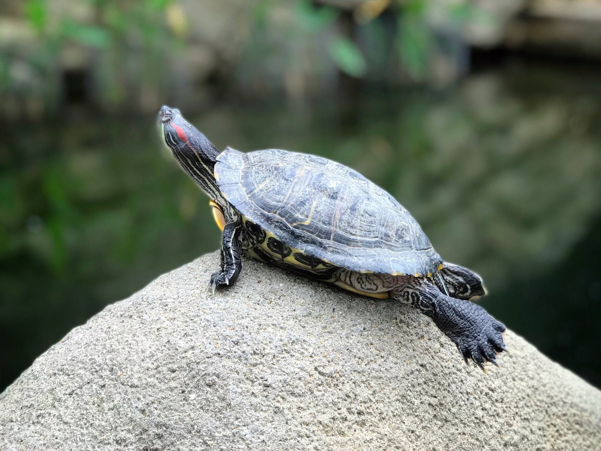 William, the turtle who started it all - ONETURTLE